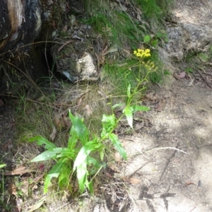 Senecio linearifolius at Paddys River, ACT - 22 Jan 2021 03:36 PM