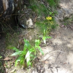 Senecio linearifolius (Fireweed Groundsel, Fireweed) at Paddys River, ACT - 22 Jan 2021 by Mike
