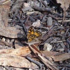 Geitoneura klugii (Marbled Xenica) at Paddys River, ACT - 22 Jan 2021 by Mike