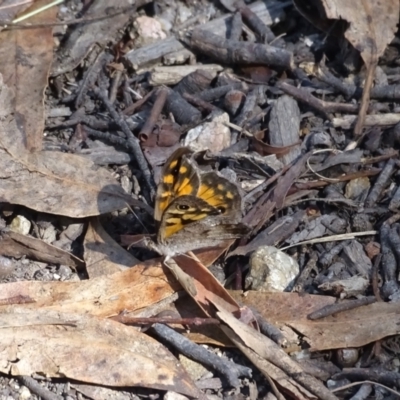 Geitoneura klugii (Marbled Xenica) at Paddys River, ACT - 22 Jan 2021 by Mike