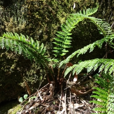 Polystichum proliferum (Mother Shield Fern) at Paddys River, ACT - 22 Jan 2021 by Mike