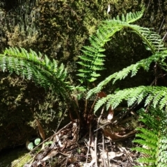 Polystichum proliferum (Mother Shield Fern) at Paddys River, ACT - 22 Jan 2021 by Mike