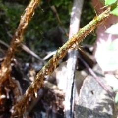 Polystichum proliferum at Paddys River, ACT - 22 Jan 2021