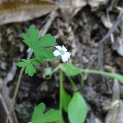 Geranium (genus) (Geranium) at Paddys River, ACT - 22 Jan 2021 by Mike