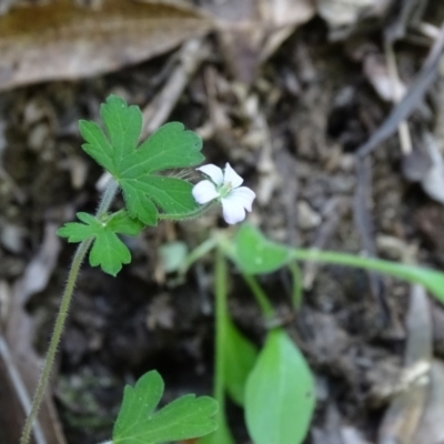 Geranium sp. (Geranium) at Paddys River, ACT - 22 Jan 2021 by Mike