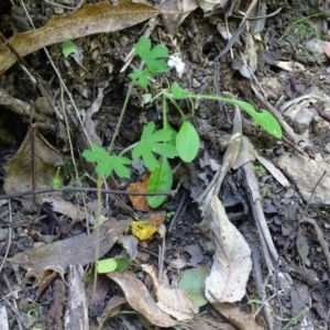 Geranium sp. at Paddys River, ACT - 22 Jan 2021