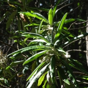 Bedfordia arborescens at Paddys River, ACT - 22 Jan 2021