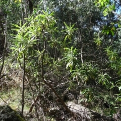 Bedfordia arborescens at Paddys River, ACT - 22 Jan 2021