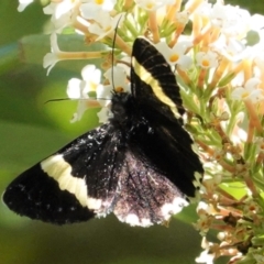 Eutrichopidia latinus (Yellow-banded Day-moth) at Hughes, ACT - 23 Jan 2021 by JackyF