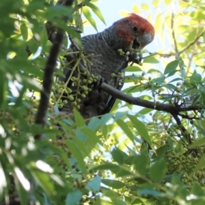 Callocephalon fimbriatum at Hughes, ACT - 24 Jan 2021