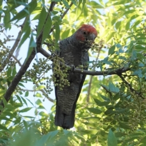 Callocephalon fimbriatum at Hughes, ACT - 24 Jan 2021