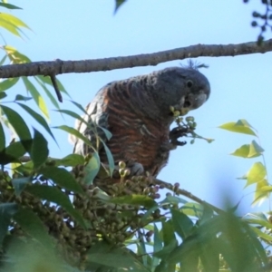 Callocephalon fimbriatum at Hughes, ACT - 24 Jan 2021