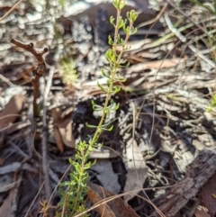 Tetratheca bauerifolia (Heath Pink-bells) at Currawang, NSW - 18 Jan 2021 by camcols