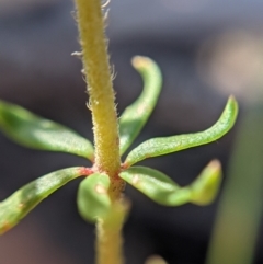 Tetratheca bauerifolia at Currawang, NSW - 18 Jan 2021