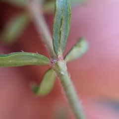 Tetratheca bauerifolia at Currawang, NSW - 18 Jan 2021