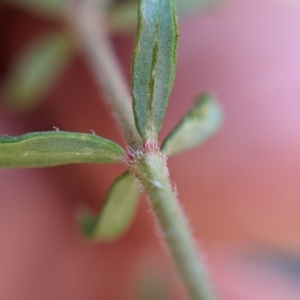 Tetratheca bauerifolia at Currawang, NSW - 18 Jan 2021