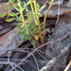 Tetratheca bauerifolia at Currawang, NSW - 18 Jan 2021