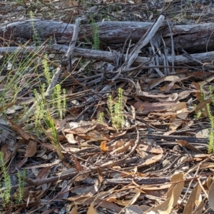 Tetratheca bauerifolia at Currawang, NSW - 18 Jan 2021