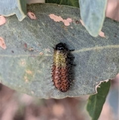 Paropsisterna beata (Blessed Leaf Beetle) at Red Hill to Yarralumla Creek - 24 Jan 2021 by JackyF