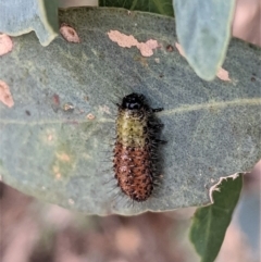 Paropsisterna beata (Blessed Leaf Beetle) at Deakin, ACT - 24 Jan 2021 by JackyF