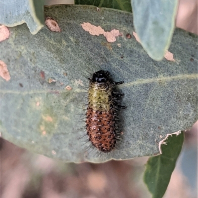 Paropsisterna beata (Blessed Leaf Beetle) at Red Hill Nature Reserve - 24 Jan 2021 by JackyF