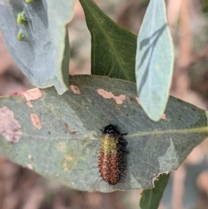 Paropsisterna beata at Deakin, ACT - 24 Jan 2021 11:48 AM