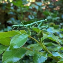 Pseudomantis albofimbriata (False garden mantis) at Hughes, ACT - 22 Jan 2021 by JackyF