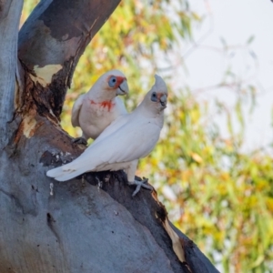 Cacatua tenuirostris at Garran, ACT - 24 Jan 2021 08:31 AM