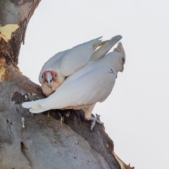 Cacatua tenuirostris at Garran, ACT - 24 Jan 2021