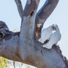 Cacatua tenuirostris at Garran, ACT - 24 Jan 2021 08:31 AM