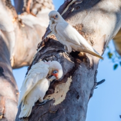 Cacatua tenuirostris at Garran, ACT - 24 Jan 2021 08:31 AM