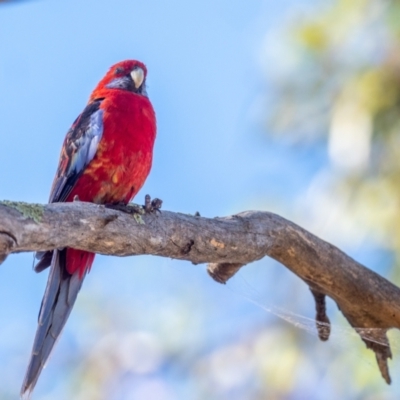 Platycercus elegans x eximius (hybrid) (Crimson x Eastern Rosella (hybrid)) at Garran, ACT - 24 Jan 2021 by rileydm