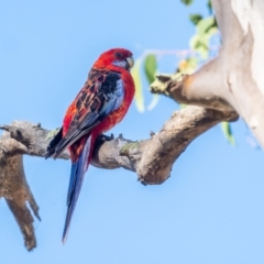 Platycercus elegans x eximius (hybrid) at Garran, ACT - 24 Jan 2021