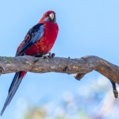 Platycercus elegans x eximius (hybrid) at Garran, ACT - 24 Jan 2021