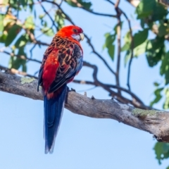 Platycercus elegans x eximius (hybrid) at Garran, ACT - 24 Jan 2021