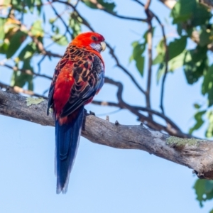 Platycercus elegans x eximius (hybrid) at Garran, ACT - 24 Jan 2021