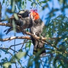 Callocephalon fimbriatum at Garran, ACT - suppressed