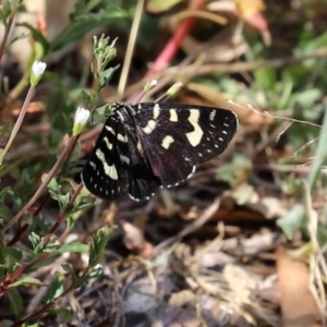 Phalaenoides tristifica at Paddys River, ACT - 24 Jan 2021