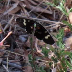 Phalaenoides tristifica at Paddys River, ACT - 24 Jan 2021