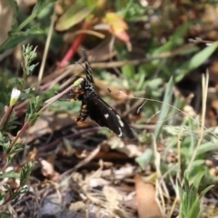 Phalaenoides tristifica at Paddys River, ACT - 24 Jan 2021