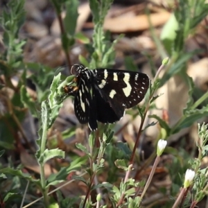 Phalaenoides tristifica at Paddys River, ACT - 24 Jan 2021