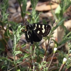 Phalaenoides tristifica at Paddys River, ACT - 24 Jan 2021