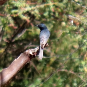 Myiagra rubecula at Paddys River, ACT - 24 Jan 2021