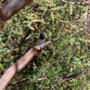 Myiagra rubecula at Paddys River, ACT - 24 Jan 2021