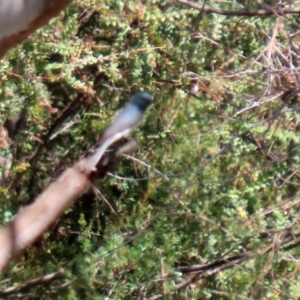 Myiagra rubecula at Paddys River, ACT - 24 Jan 2021 11:01 AM