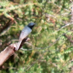 Myiagra rubecula at Paddys River, ACT - 24 Jan 2021