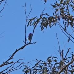 Myzomela sanguinolenta (Scarlet Honeyeater) at Paddys River, ACT - 24 Jan 2021 by RodDeb