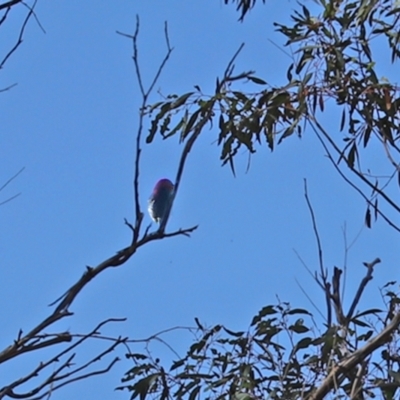 Myzomela sanguinolenta (Scarlet Honeyeater) at Paddys River, ACT - 23 Jan 2021 by RodDeb