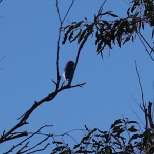 Myzomela sanguinolenta at Paddys River, ACT - 24 Jan 2021 10:29 AM