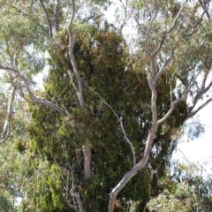 Myzomela sanguinolenta at Paddys River, ACT - 24 Jan 2021